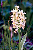 Valsesia, i prati dell'Argnaccia (Campertogno) Primo piano di orchidea, orchidea di maggio (Dactylorhiza sambucina). 
